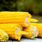 Corn Dishes and Holders - 16 Pack Holders, 8 Pack Dishes - Stainless Steel, Perfect for Corn on the Cob