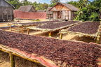 50 Vanilla Beans - Whole Extract Grade B Pods for Baking, Homemade Extract, Brewing, Coffee, Cooking - Tahitian
